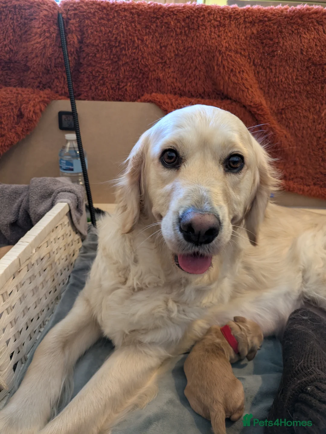 Mini Goldendoodle dogs for sale: Stunning Goldendoodles  in Ashton-under-Lyne - Advert 1