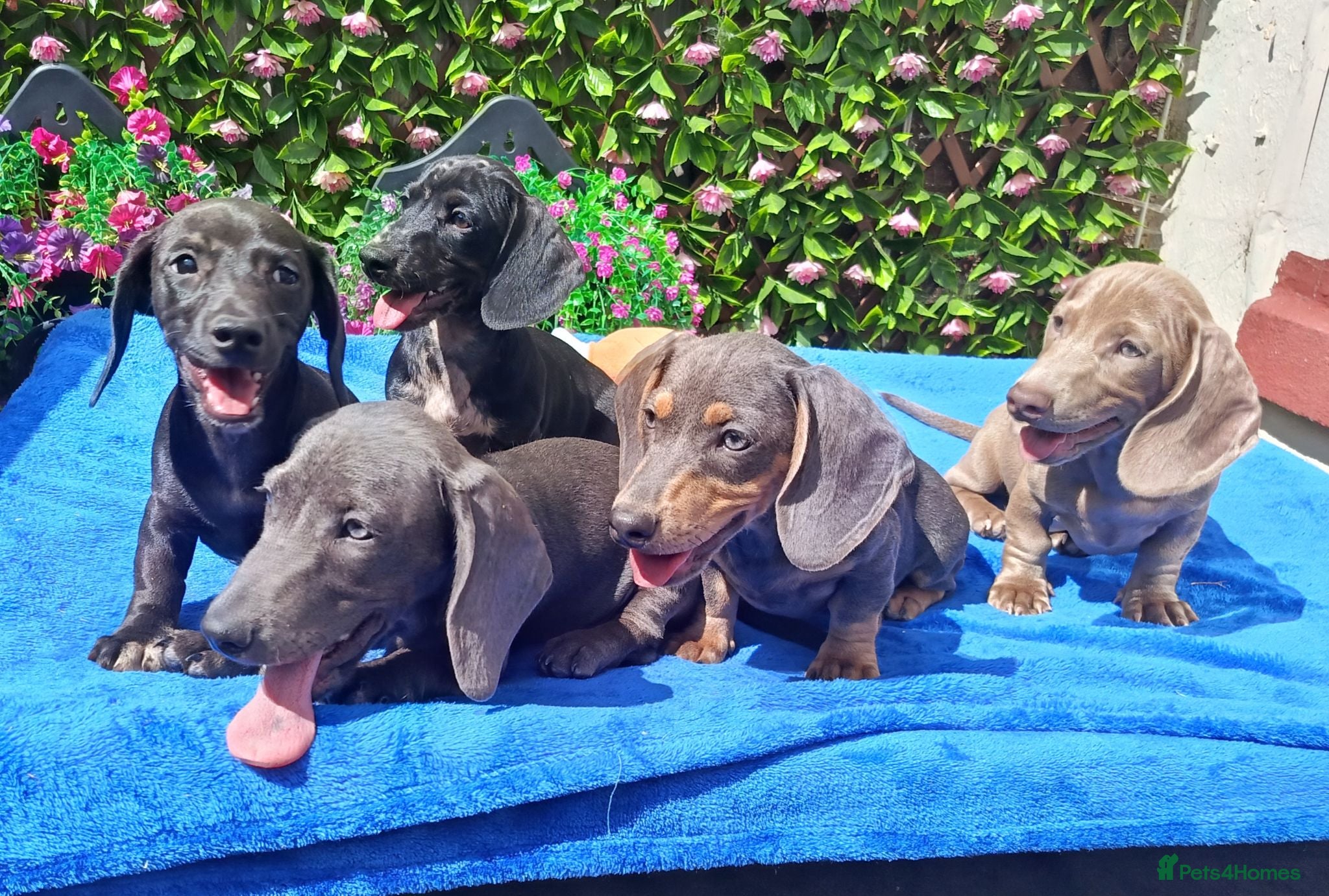 Miniature Dachshund dogs FULLY VAX READY NOW  MINIS KC REG PRA CLEAR  - Advert 1