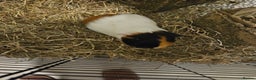 Guinea Pig rodents for sale: 2 male Guinea Pigs - Advert 3