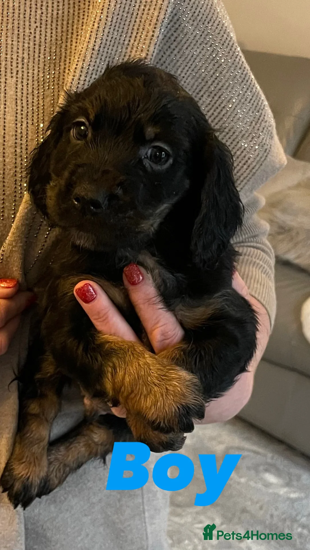 Cocker Spaniel dogs for sale: Cocker spaniel puppies  - Advert 5
