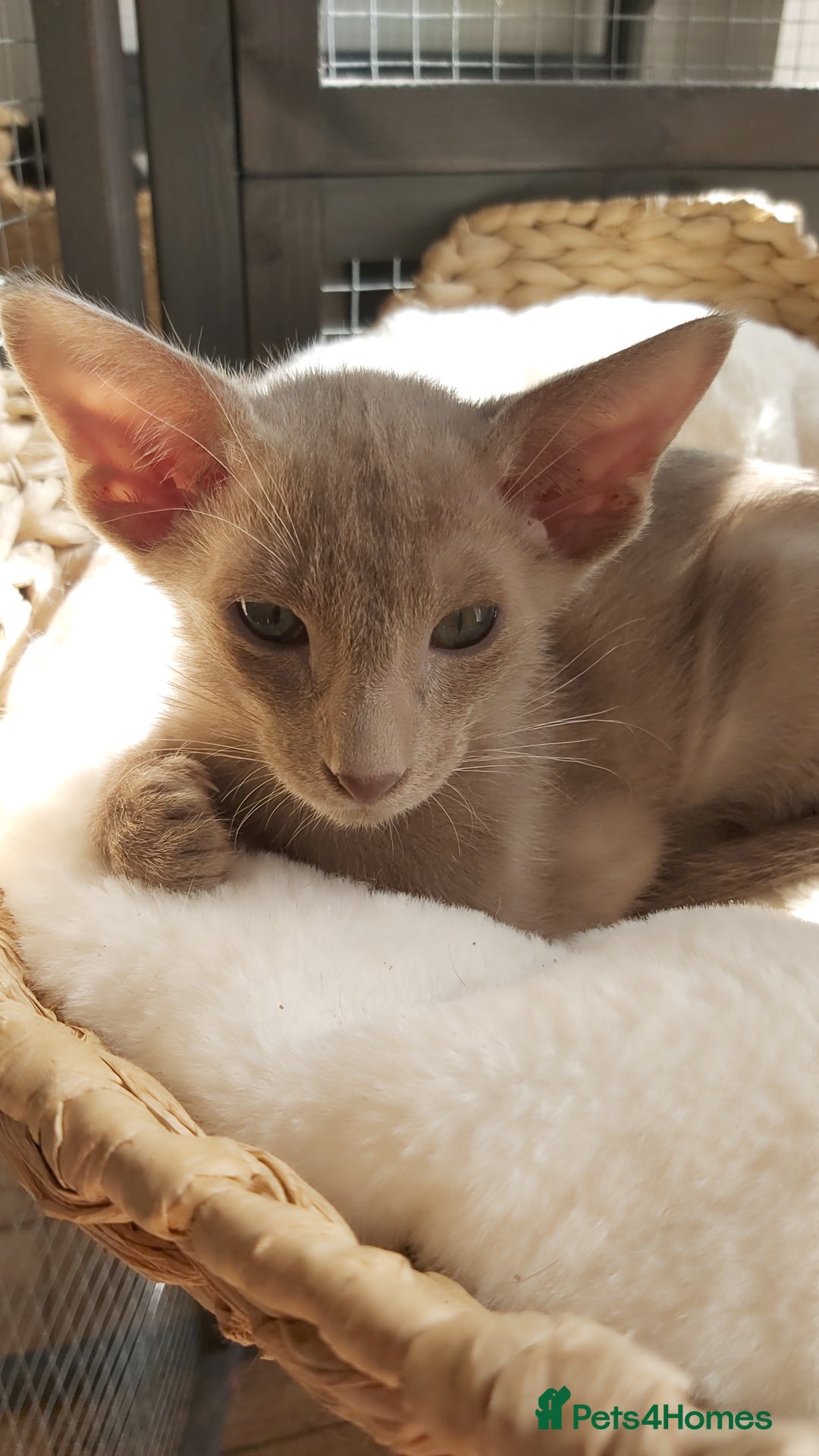 Oriental cats for sale: Full Pedigree Oriental 1 Kitten XL size ears GCCF - Advert 28