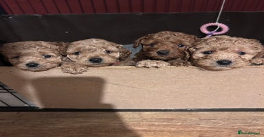 Cockapoo dogs - Advert 7