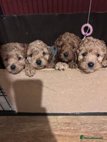 Cockapoo dogs - Advert 7