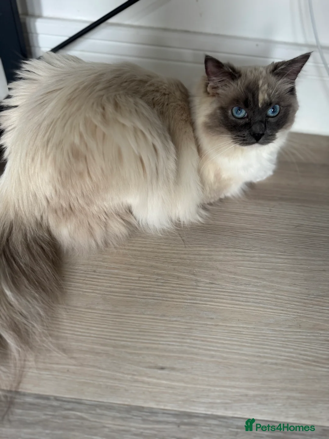 Ragdoll cats for sale: Beautiful GCCF active Ragdoll Queen  - Advert 5