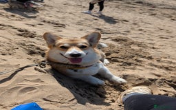 Welsh Corgi Pembroke dogs for stud: Tri Coloured Pembroke Welsh Corgi for stud - Image 2