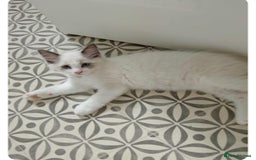 Ragdoll cats for sale: Kitten Ragdoll bicolor 1 boy. - Image 9