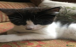 Mixed Breed cats for sale: 2 beautiful kittens  - Image 19