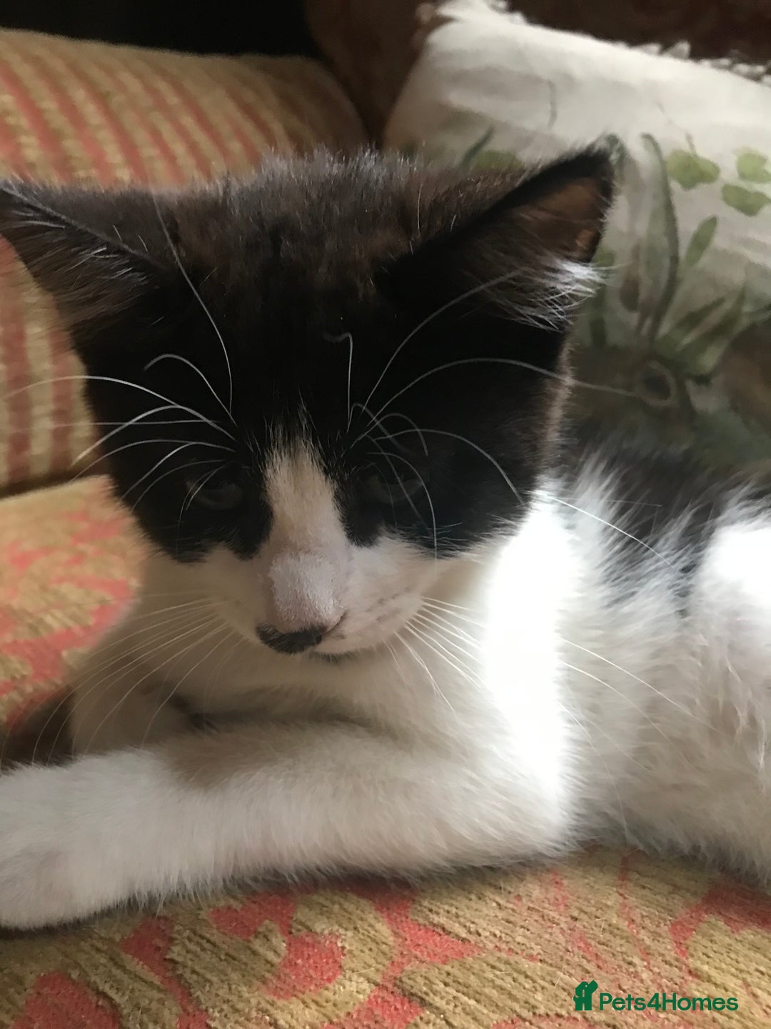 Mixed Breed cats for sale: 2 beautiful kittens  - Image 19