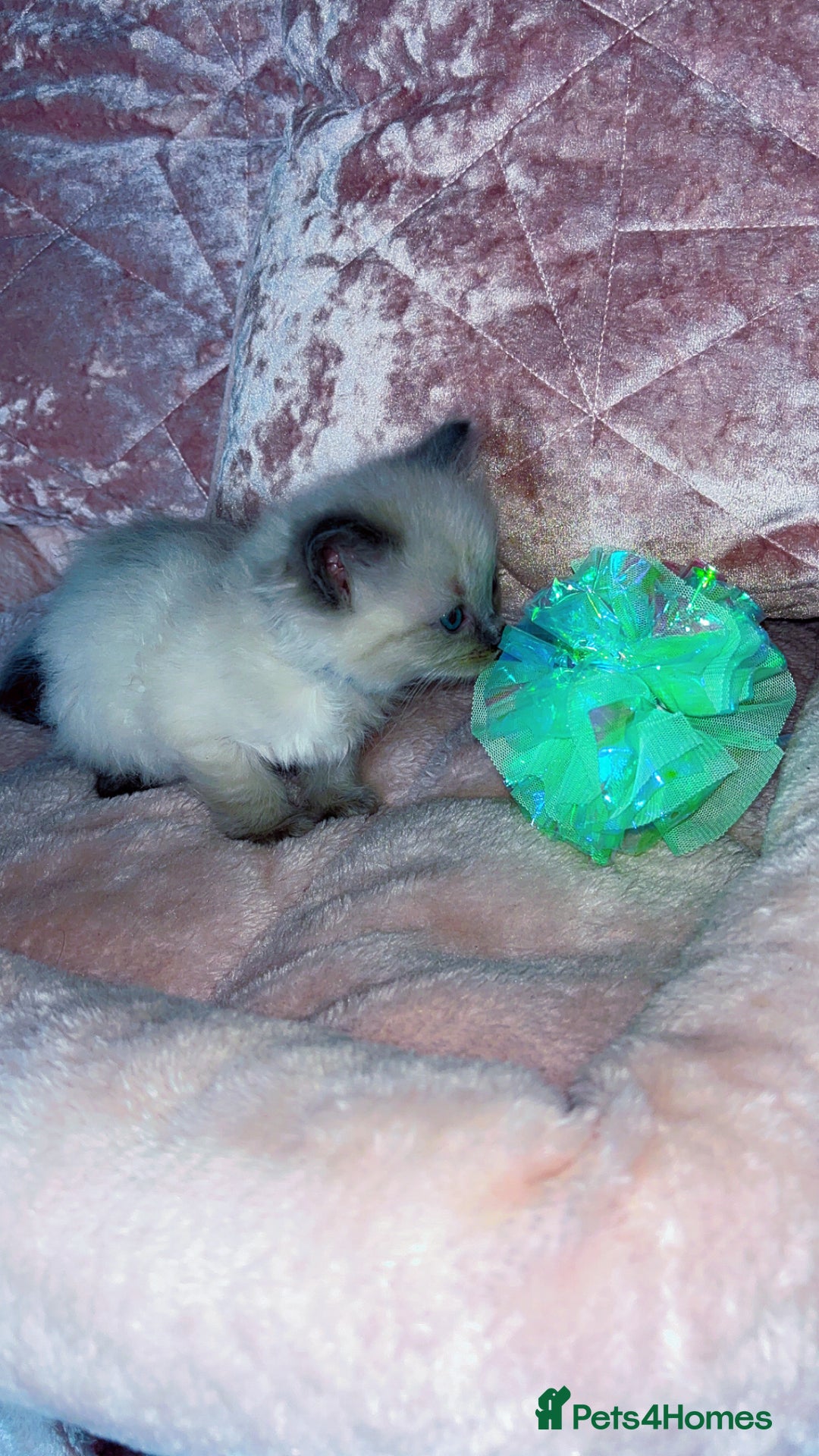 Ragdoll cats for sale: 🌸pedigree Ragdoll babies, reduced🌸 - Image 20