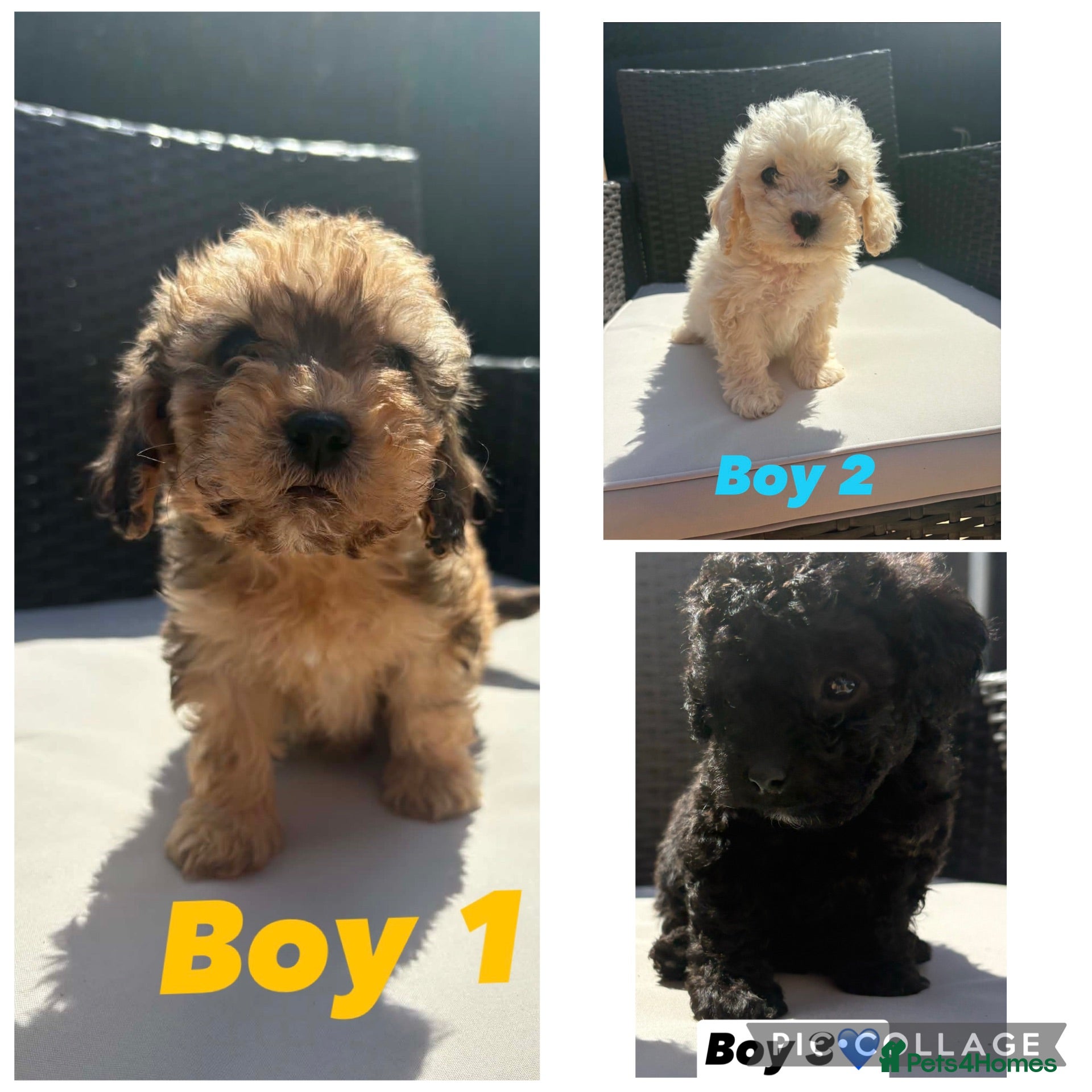 Cavapoo dogs F2 Cavapoo puppies for sale - Advert 13