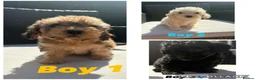 Cavapoo dogs for sale: F2 Cavapoo puppies for sale - Advert 1