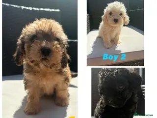Cavapoo dogs F2 Cavapoo puppies for sale - Advert 13