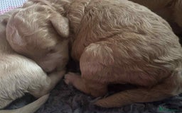 Cockapoo dogs for sale: Cockapoo pups for sale  - Image 7