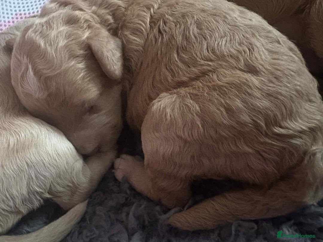 Cockapoo dogs for sale: Cockapoo pups for sale  - Image 7