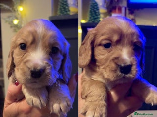 Cocker Spaniel dogs Beautiful KC reg working cocker spaniel puppies - Advert 8