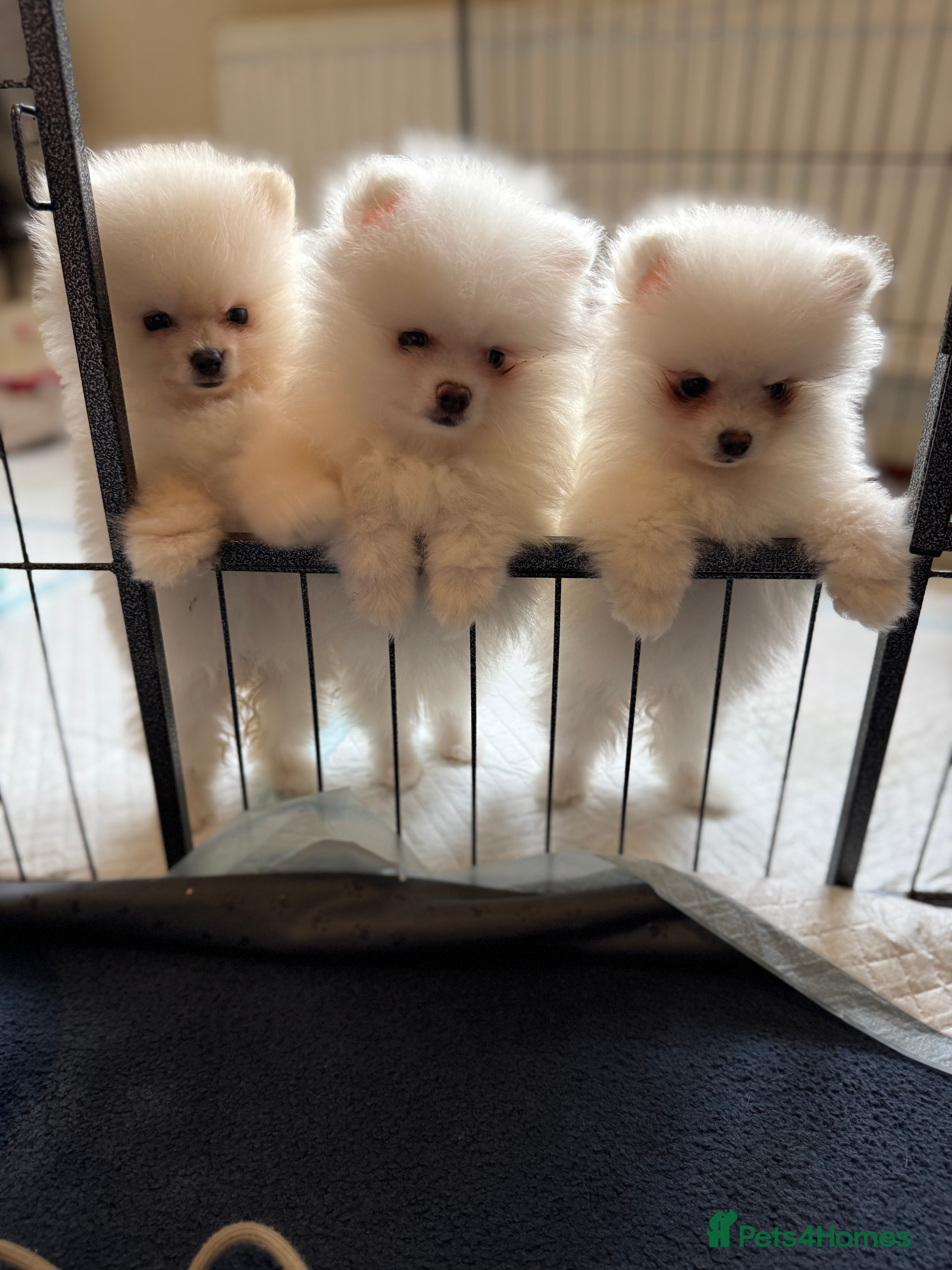 Pomeranian dogs Pure breed Pomeranian 💙 last boy  in London - Advert 10