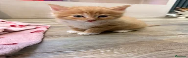 Maine Coon Kitten 2