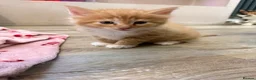Maine Coon cats for sale: Half Maine Coon Kittens  - Advert 4