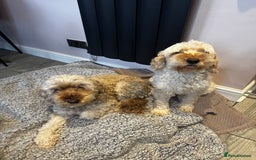 Cockapoo dogs for sale: Two cockapoos. Mum and daughter  - Advert 1