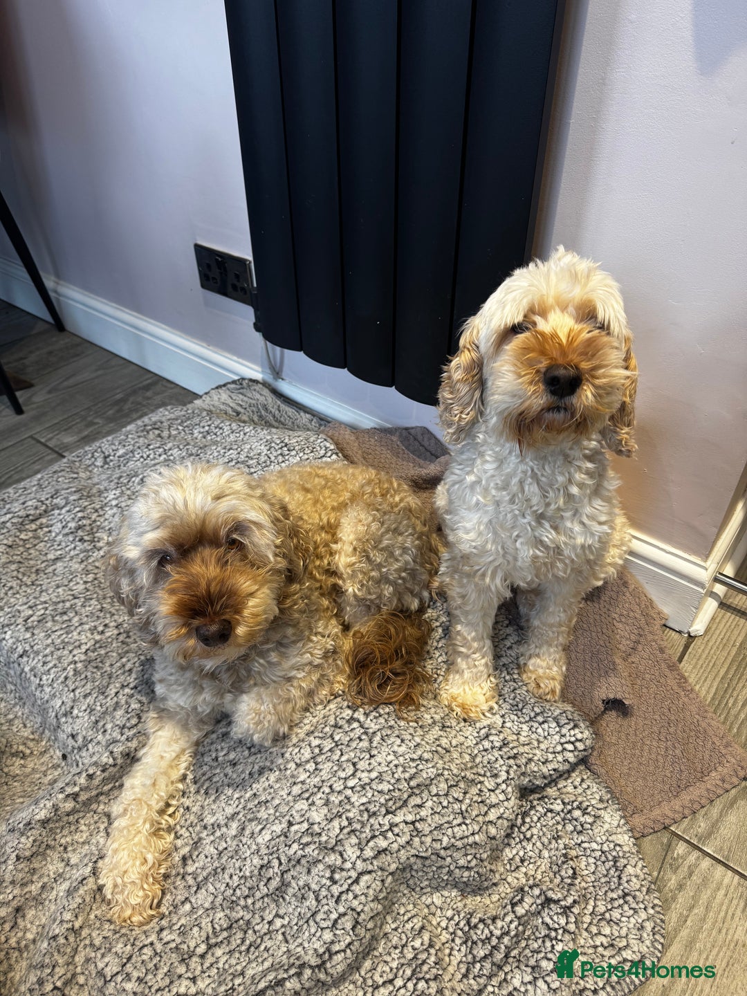 Cockapoo dogs for sale: Two cockapoos. Mum and daughter  - Advert 1