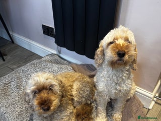 Cockapoo dogs Two cockapoos. Mum and daughter - Advert 1