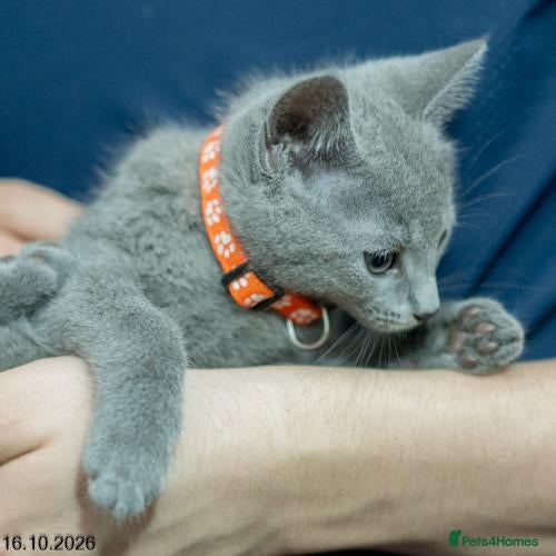 Russian Blue cats Adorable Russian Blue Kittens. - Advert 1