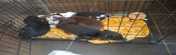Mixed Breed dogs for sale: Kelpie cross spaniel pups - Advert 7