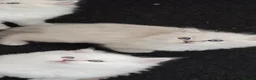 Ragdoll cats for sale: Stunning healthy ragdoll kittens  - Advert 4