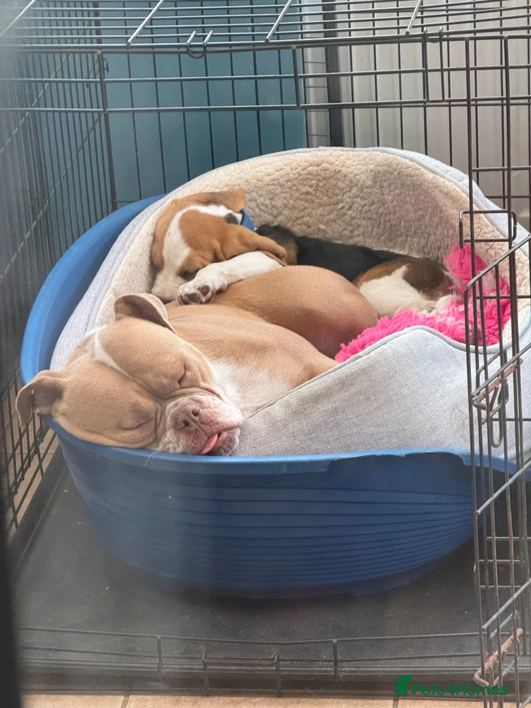 Beagle dogs for sale: Champion sired beagles KC reg & DNA health tested - Advert 1