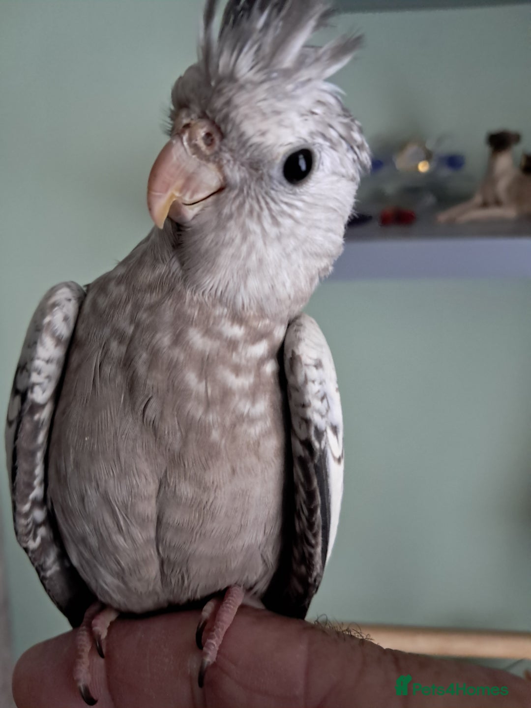 Cockatiels birds for sale: Baby cocktails hand reared and very tame ready now - Image 6