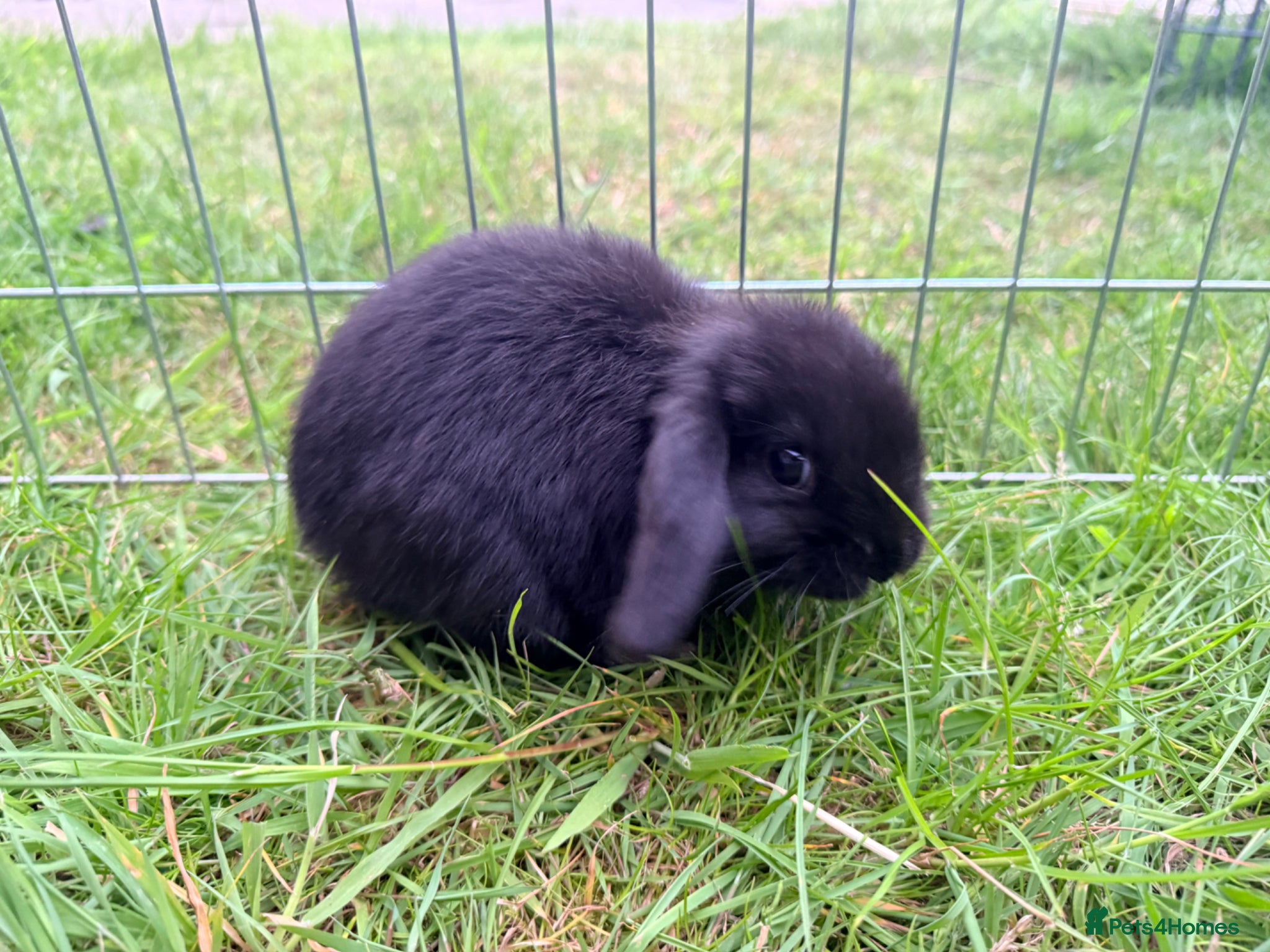 Mini Lop rabbits for sale: Mini Lop babies Ready to go  - Advert 1
