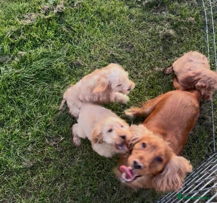 Cockapoo dogs Gorgeous F1 Cockapoo Puppies Health Tested Parents - Advert 2