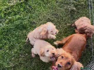 Cockapoo dogs Gorgeous F1 Cockapoo Puppies Health Tested Parents - Advert 2