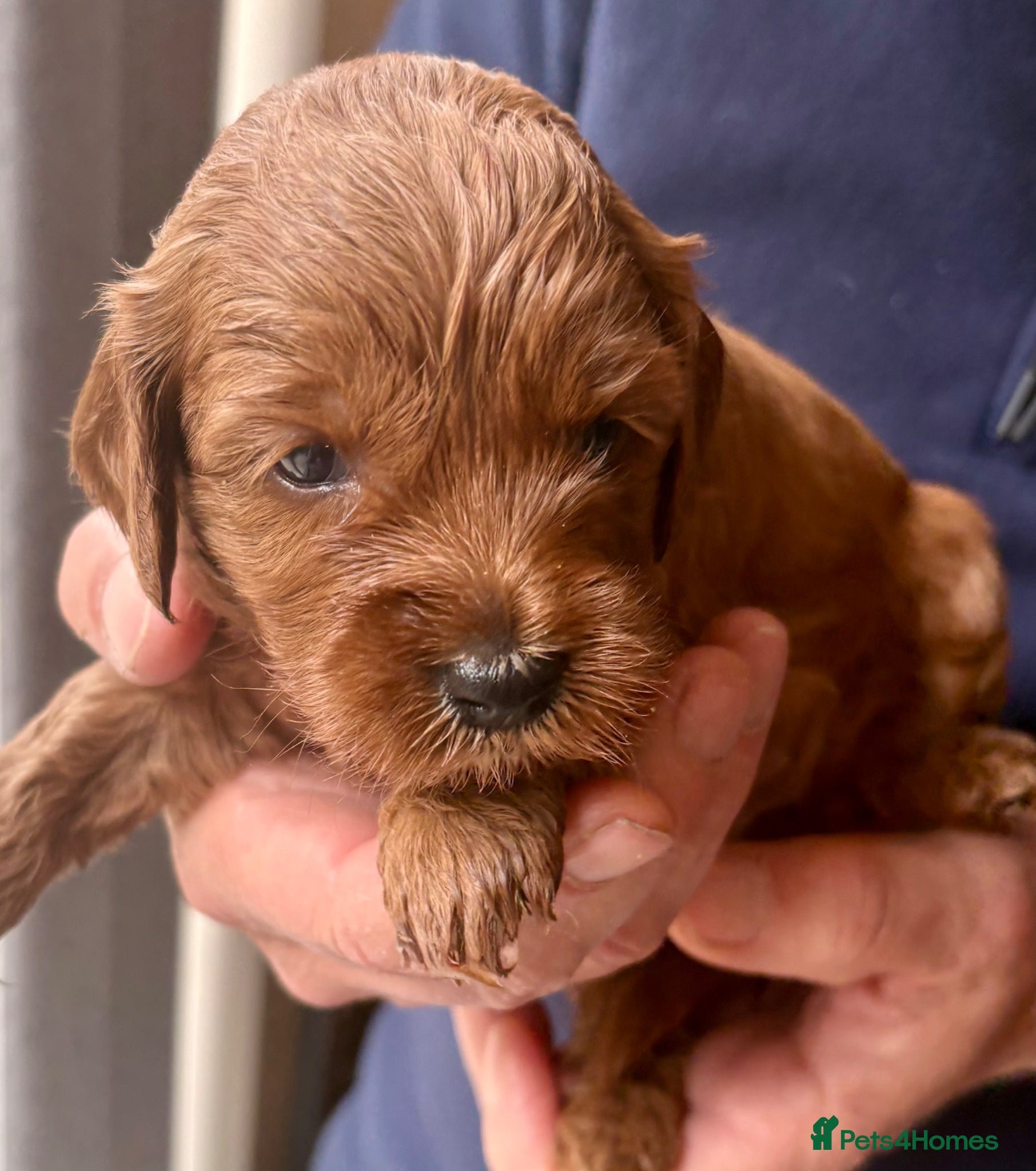 Mini Goldendoodle dogs 🌟Gorgeous Mini Goldendoodles🌟 - Advert 2