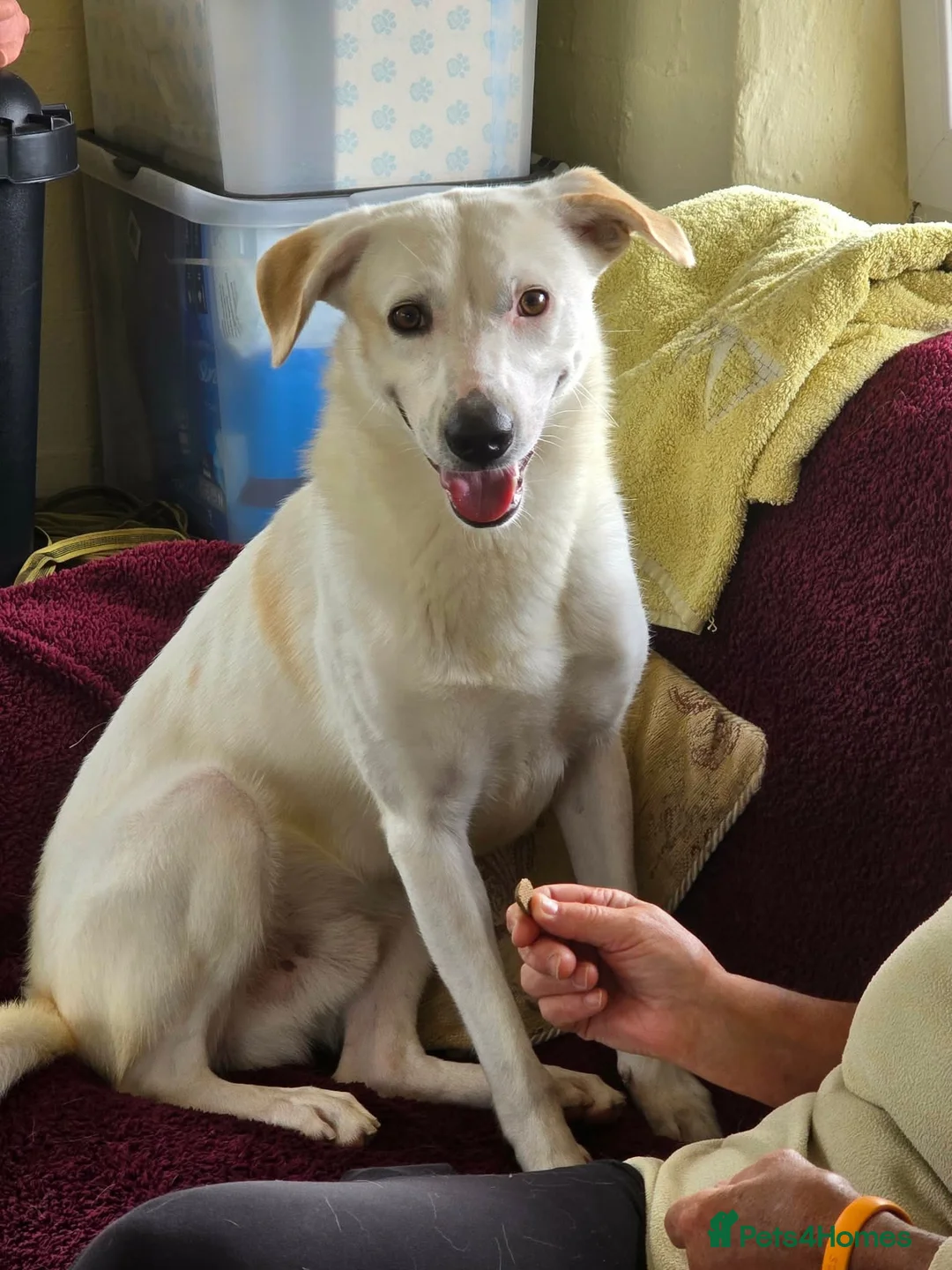Mixed Breed dogs for adoption: HUGO - Please pick me 💙 - Advert 2