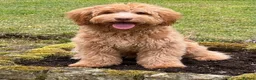 Goldendoodle dogs for sale: Stunning Multigenerational Goldendoodle Licensed - Advert 21