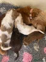 Cocker Spaniel dogs STUNNING SHOW COCKERS DNA TESTED - Advert 2