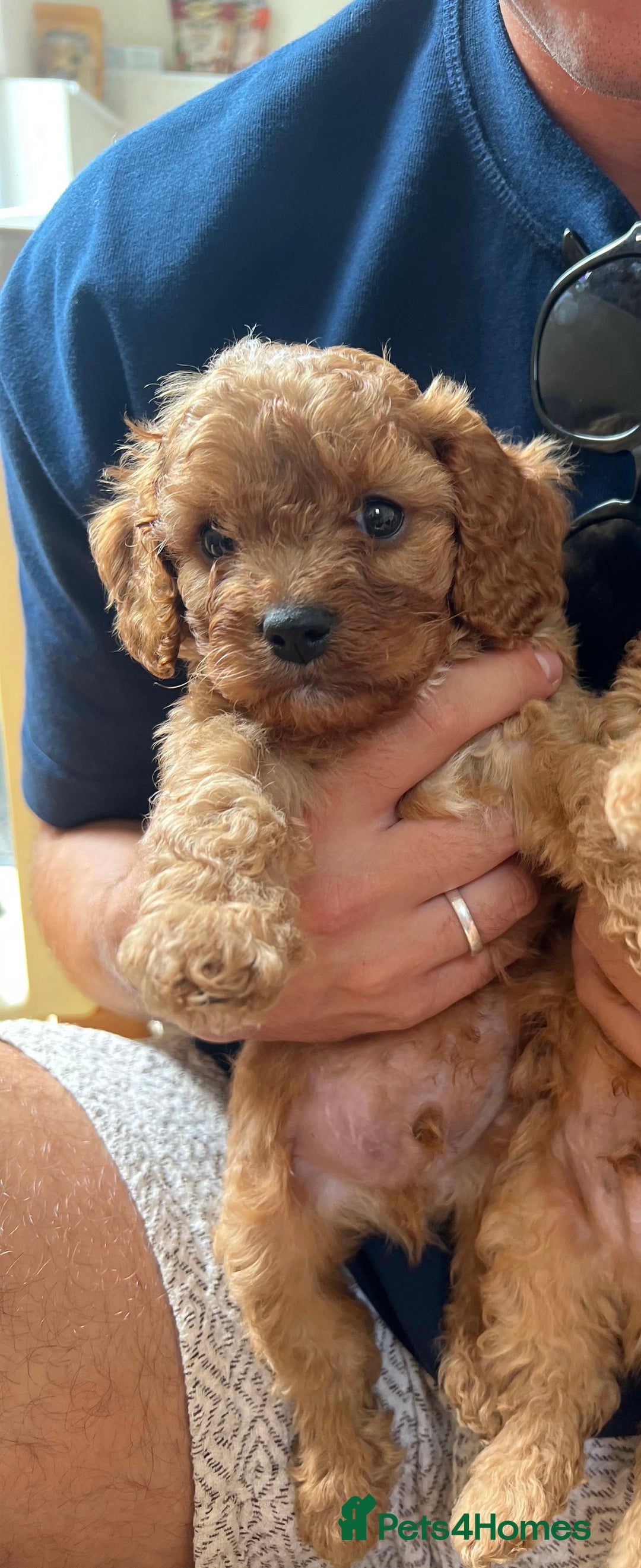 Cavapoo dogs for sale: Top class Extensively tested F1b Toy Cavapoo in Brough - Image 6