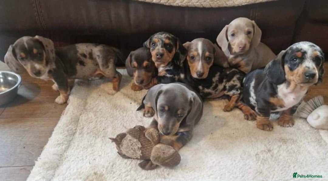Miniature Dachshund dogs for sale: Stunning KC Registered Miniature Dashound  - Image 6