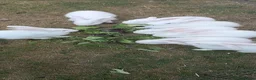 New Zealand rabbits for sale: New Zealand white kits for sale  - Advert 1