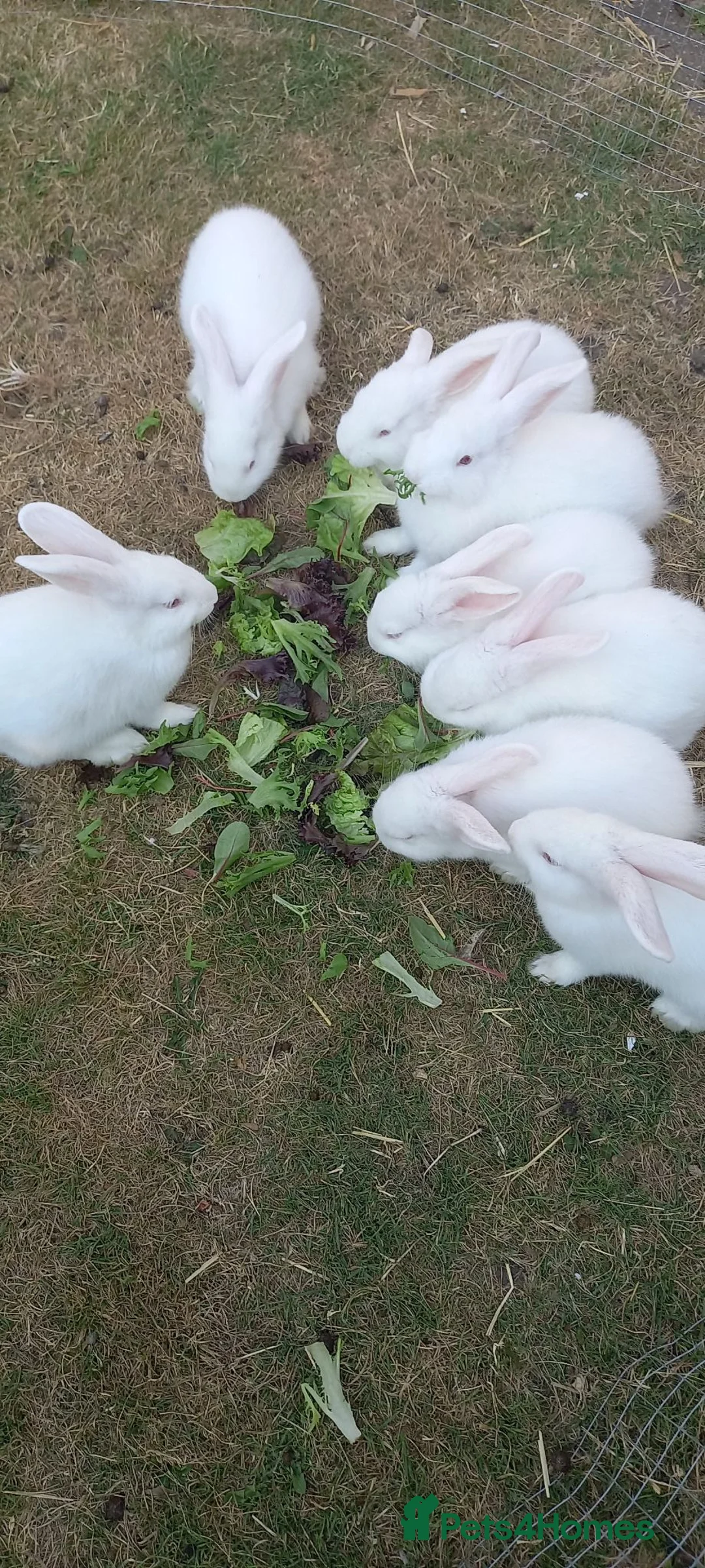 New Zealand rabbits for sale: New Zealand white kits for sale  - Advert 1