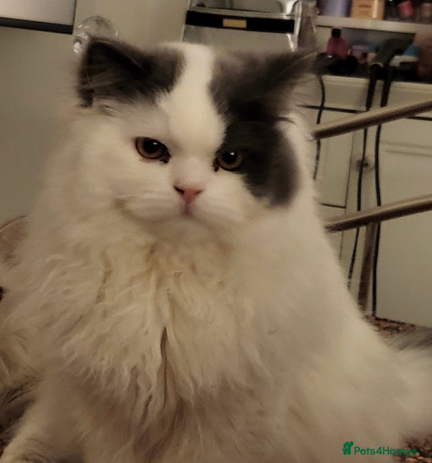 Persian cats Persian Male Cat  - Advert 3