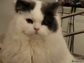 Persian cats Persian Male Cat - Advert 8