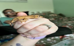 Gecko reptiles for sale: Lilly white and Dalmatian harlequin crested geckos - Image 9