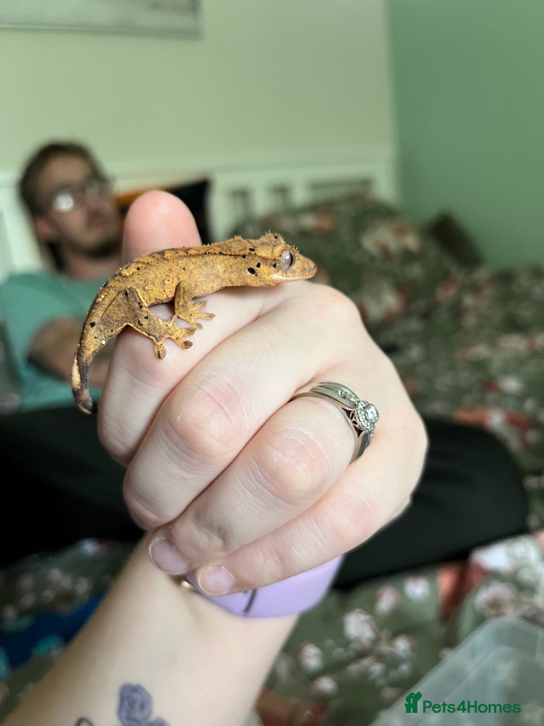 Gecko reptiles for sale: Lilly white and Dalmatian harlequin crested geckos - Image 9