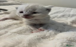 Ragdoll cats for sale: 3 beautiful ragdoll kittens - Image 3