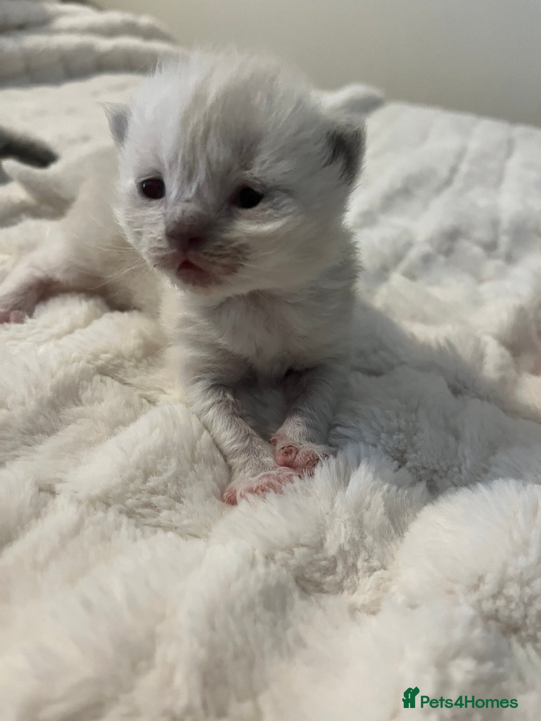 Ragdoll cats for sale: 3 beautiful ragdoll kittens - Image 3
