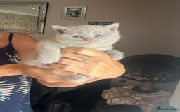 British Shorthair cats for sale: Female lilac fully health checked bsh - Image 7