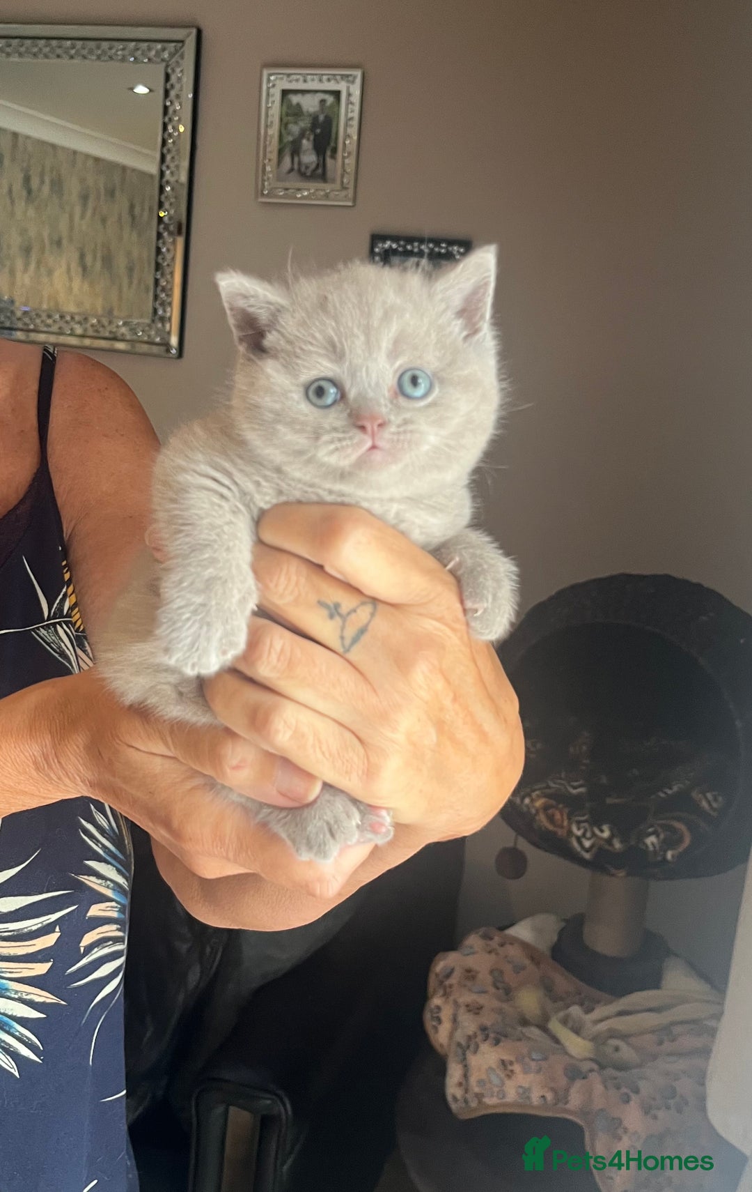 British Shorthair cats for sale: Female lilac fully health checked bsh - Image 7