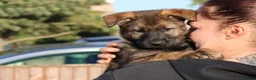 German Shepherd dogs for sale: German shepherd puppies working line - Advert 7